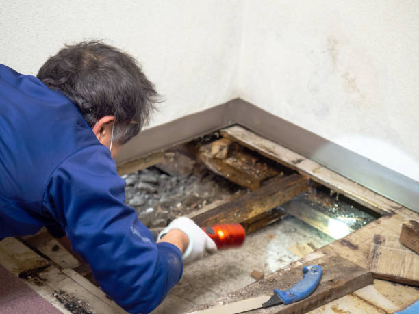 Attic Mold Removal in Doolittle, TX