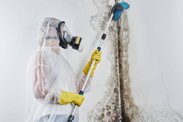 Certified Mold Removal in Doolittle, TX